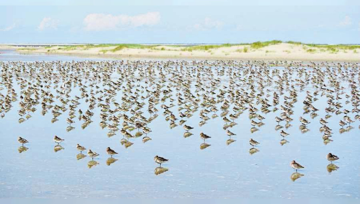 Von Wildflüssen bis Wattenmeer 