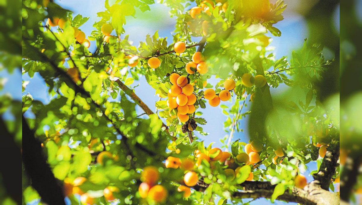 Des arbres de vie dans le jardin d'été!