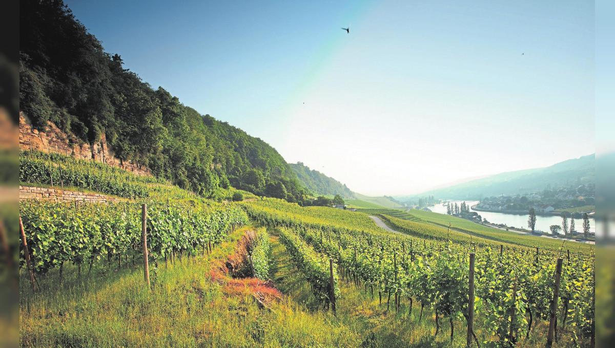 Gibier et pinot noir local, un mariage parfait