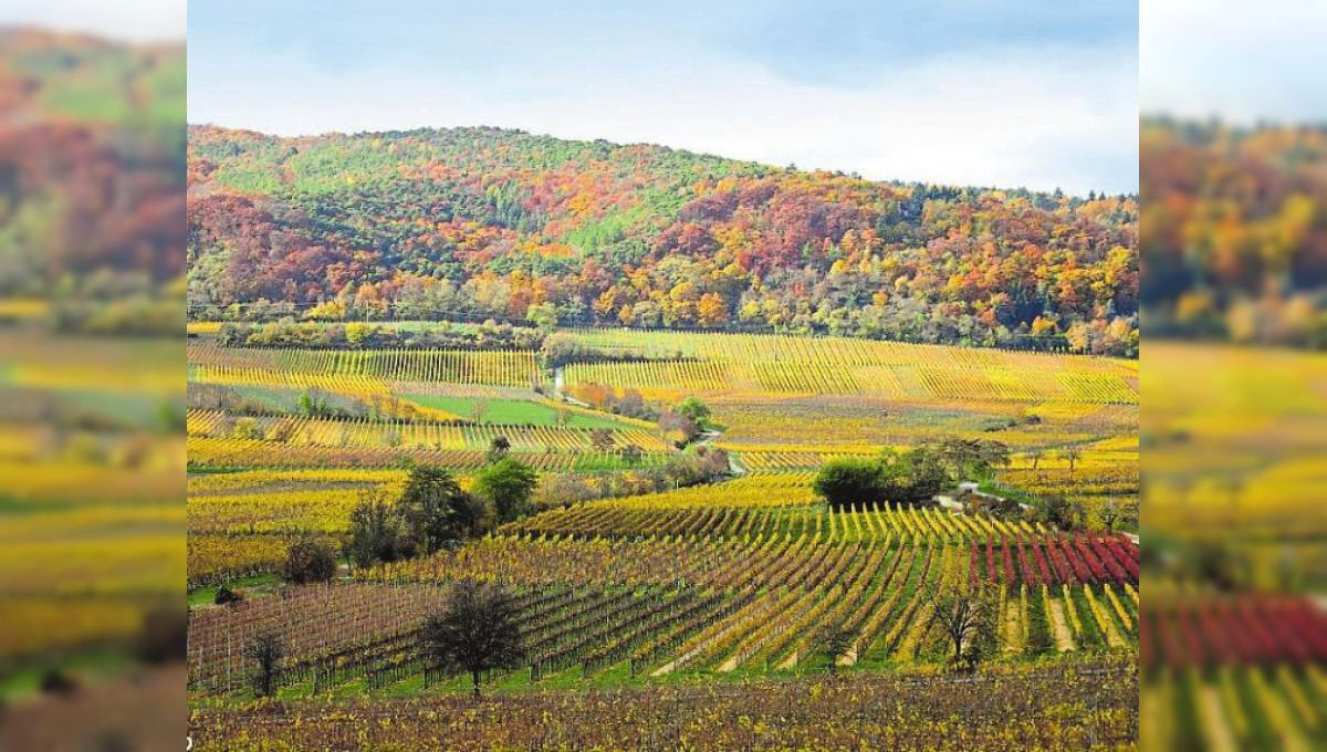 Des découvertes vineuses de Sicile à la Moldavie