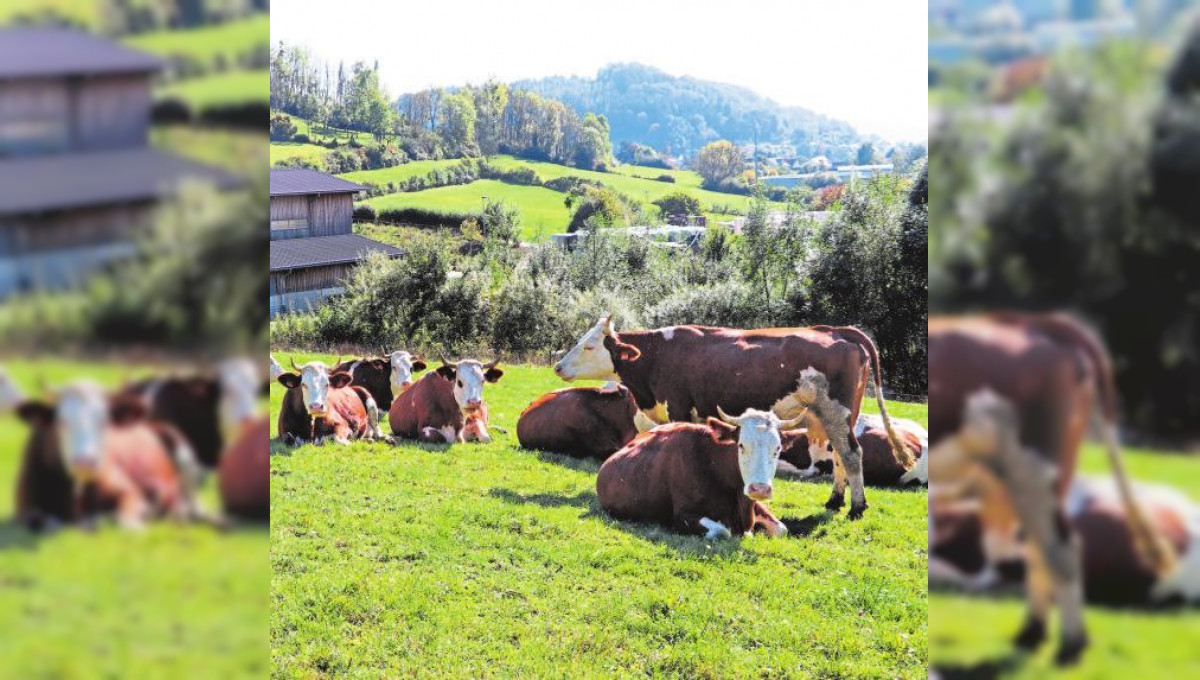 Richtig rechnen in der Landwirtschaft 